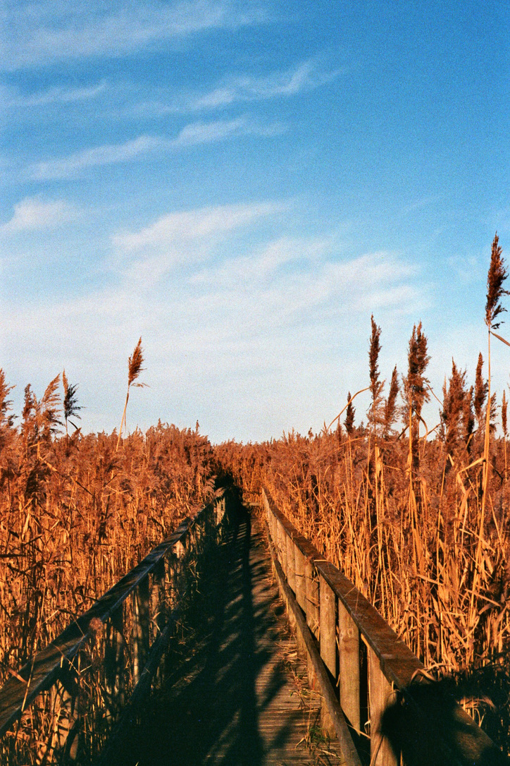 FUJI PRO 400H — AT / Neusiedler See